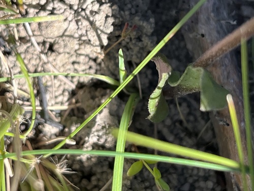 Image of Disperis villosa by (c) Charleen Brunke, some rights reserved (CC BY)