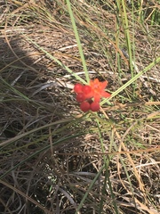 Asclepias lanceolata image