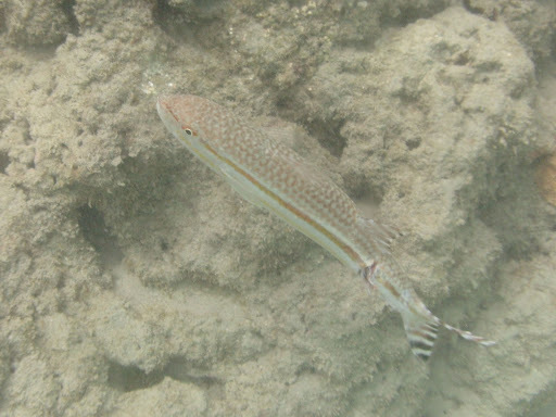Finstripe Goatfish