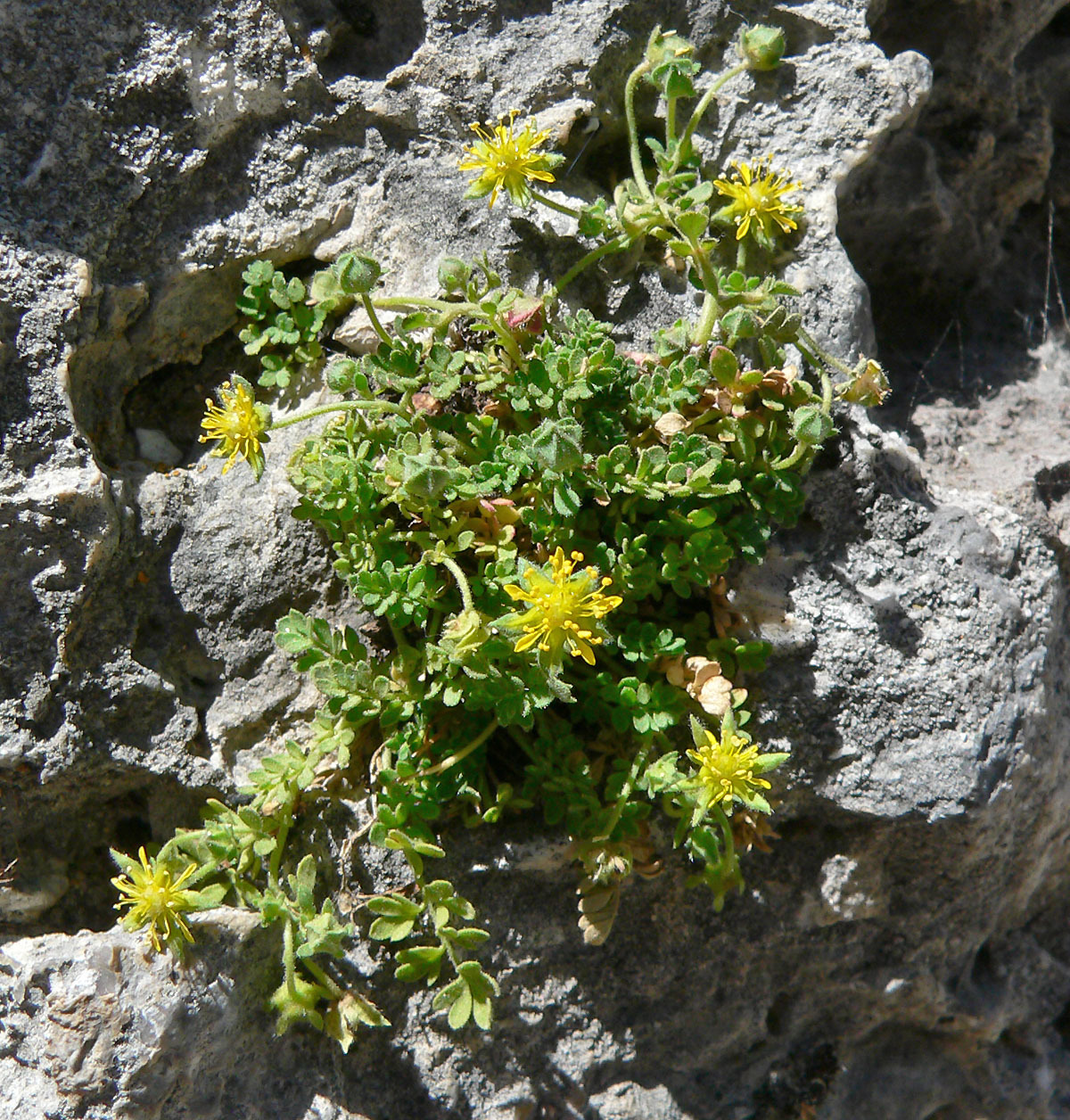 Ivesia jaegeri