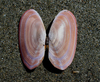 Pink Sunset Clam - Photo (c) memopob, some rights reserved (CC BY-NC), uploaded by memopob