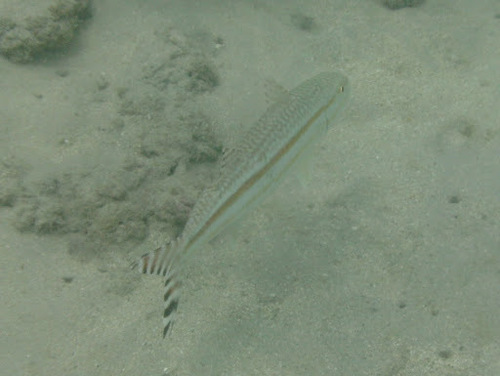 Upeneus taeniopterus