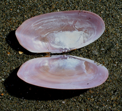 Gari lineolata