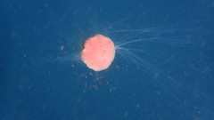 Cyanea rosea