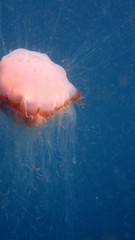 Cyanea rosea