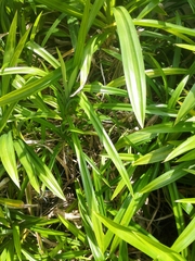 Pandanus amaryllifolius