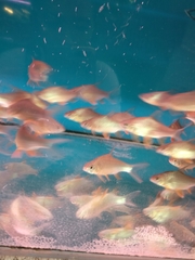 Hypsibarbus wetmorei