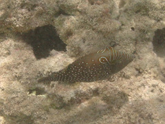 Canthigaster amboinensis