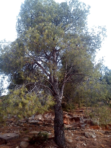 Aleppo pine