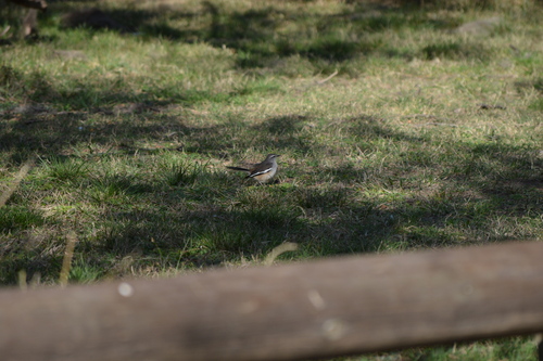 White-banded Mockingbird