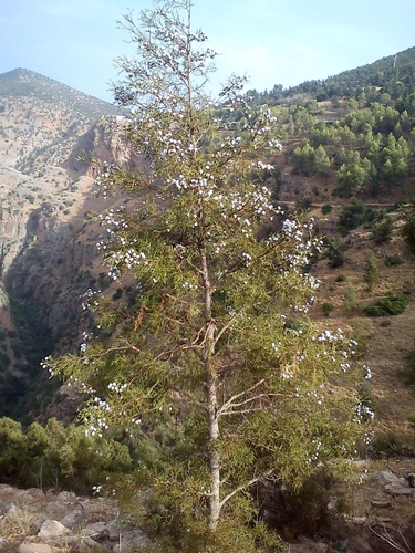 sandarac tree
