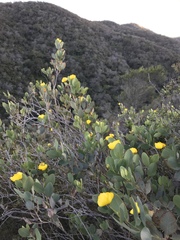 Dendromecon harfordii