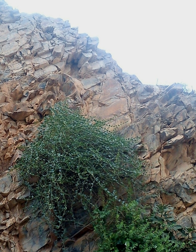 Caper Bush
