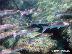 Thinlip Grey Mullet photo 1