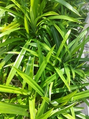Pandanus amaryllifolius