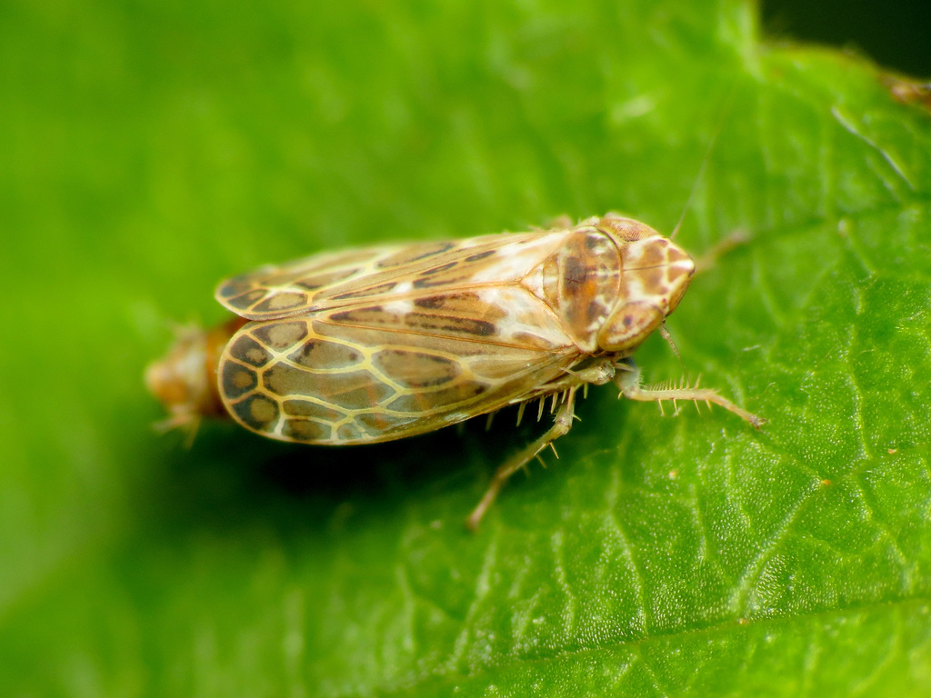 Say's Leafhopper