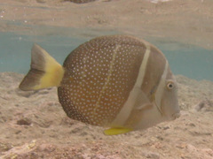 Acanthurus guttatus