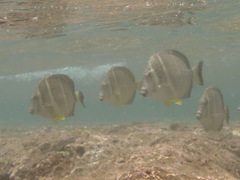 Acanthurus guttatus