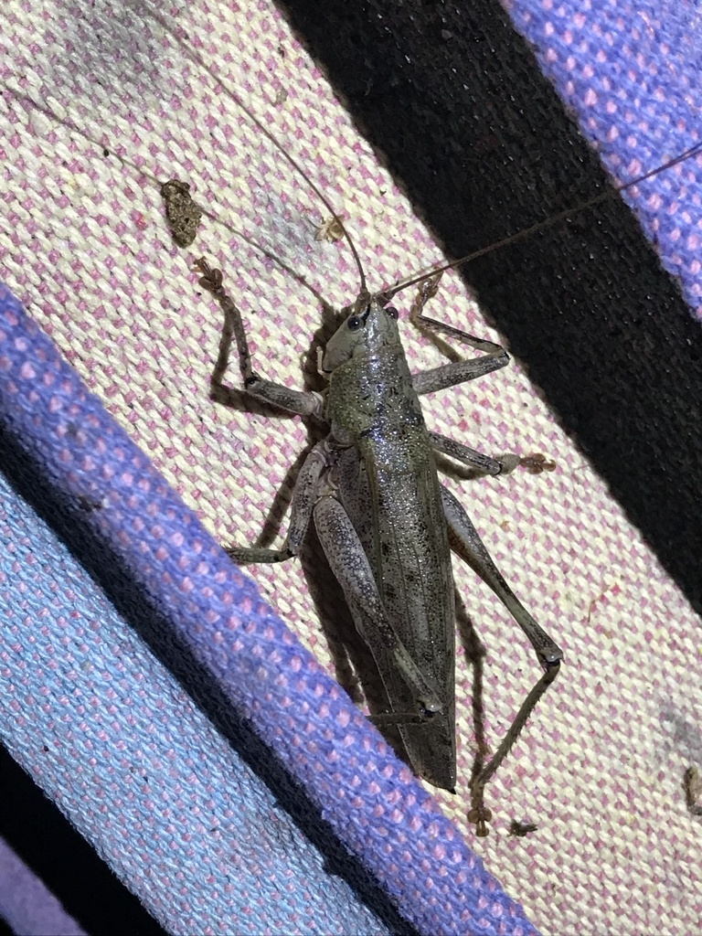 Austrosalomona poecila