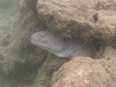 Gymnothorax pictus