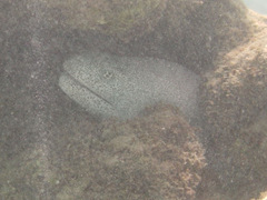 Gymnothorax pictus