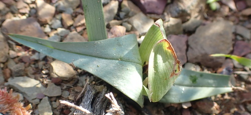 Colchicum burchellii