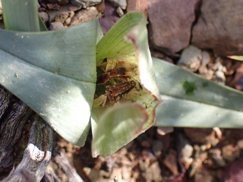 Colchicum burchellii
