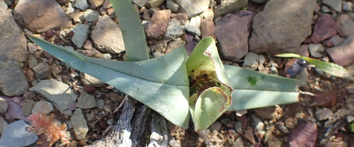Colchicum burchellii