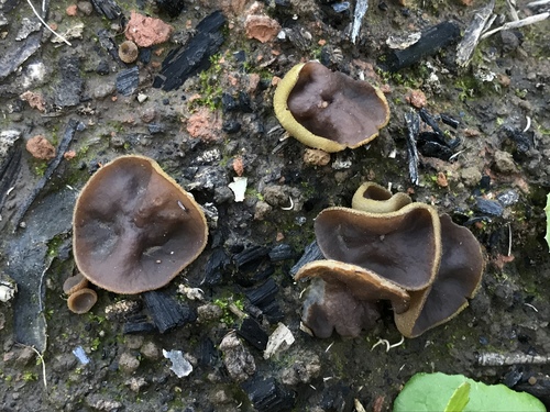 Representative image of Paragalactinia