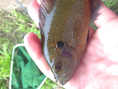 Lepomis punctatus