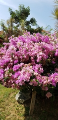Bougainvillea