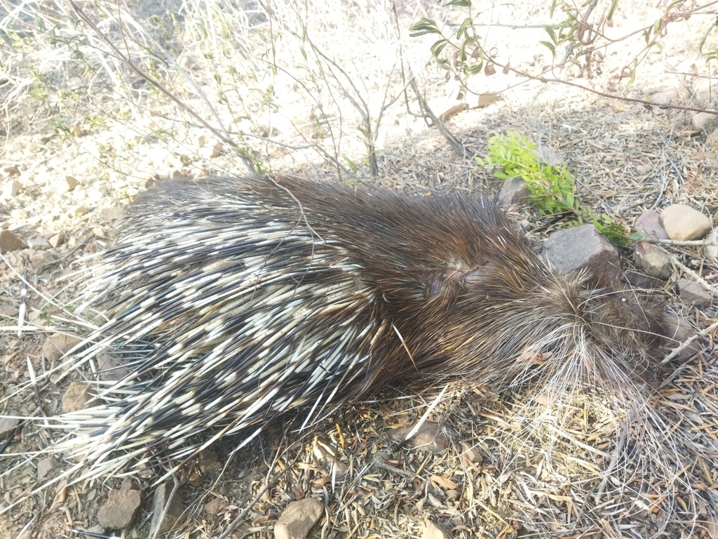 Crested Porcupine from Oued Fragha, Algérie on August 26, 2023 at 0500