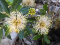 Pithecellobium keyense