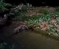 Prionailurus viverrinus