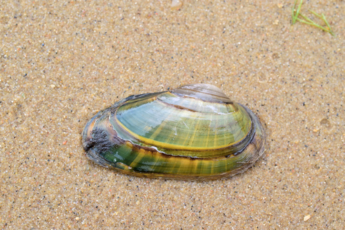 Swollen River-mussel