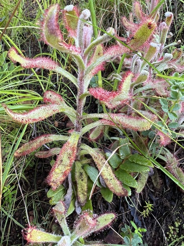 Drosera hilaris