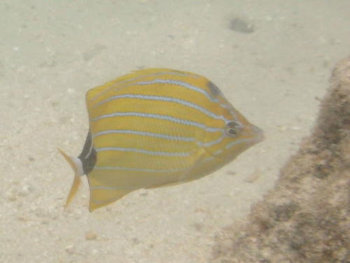 Blue-lined butterfly (Chaetodon fremblii) — Chaetodontidae — 2