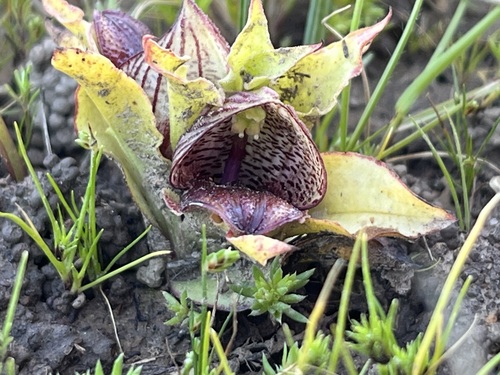 Image of Carrion-flower Orchid by (c) Charleen Brunke, some rights reserved (CC BY)