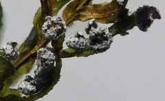 Didymium melanospermum