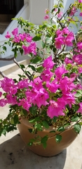 Bougainvillea