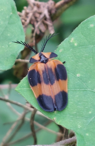 Lychnacris flabellata