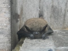 Little Brown Myotis photo 3