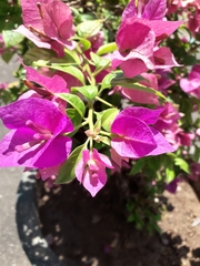 Bougainvillea