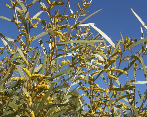 Image of Acacia leptostachya by (c) George Baker, some rights reserved (CC BY)