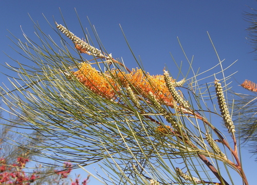 Image of Grevillea pteridifolia by (c) George Baker, some rights reserved (CC BY)