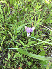 Calochortus uniflorus