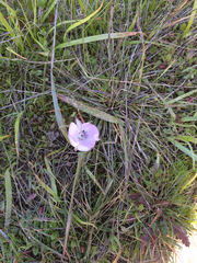 Calochortus uniflorus