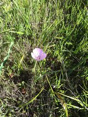 Calochortus uniflorus