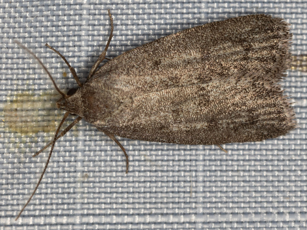 Inga concolorella