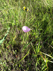 Calochortus uniflorus